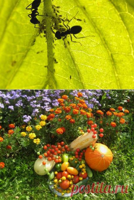 Как избавиться от муравьев на садовом участке.Лучшие советы | Огород без хлопот