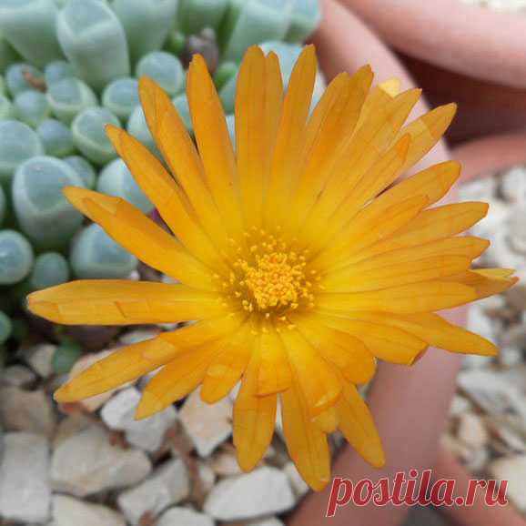 Комнатное растение Фенестрария (Fenestraria). Наряду с алоинопсисами, артиродермами, конофитумами, литопсами и титанопсисами, фенестрарии относятся к так называемым "живым камням". Существует всего два вида фенестрарии - булавовидно-листная (F.rhopalophylla) и оранжевая (F.aurantiaca). На родине, в Африке, они погружены в почву.