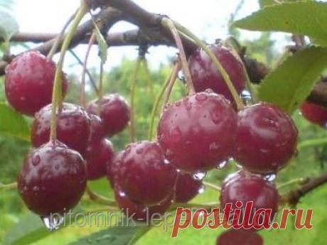 Вишня Зарянка, цена, купить в Лепеле — Deal.by (ID#5196824)