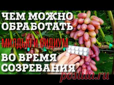 КАКИМИ ПРЕПАРАТАМИ МОЖНО ОБРАБАТЫВАТЬ, КОГДА УРОЖАЙ УЖЕ СОЗРЕВАЕТ. НАРОДНЫЕ СРЕДСТВА, БЕЗ ХИМИИ