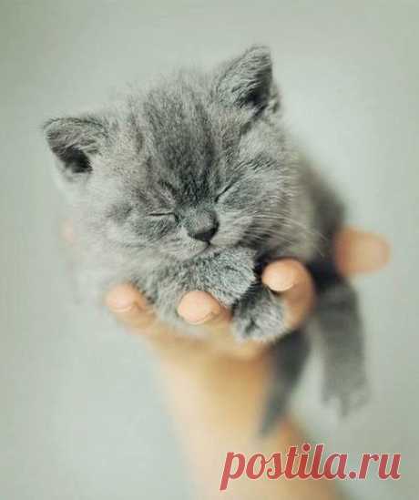 I Love all Dog Breeds: 5 signs your cats loves you