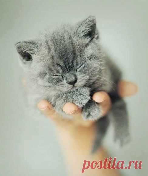 I Love all Dog Breeds: 5 signs your cats loves you