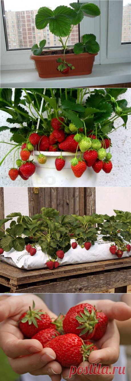 Клубника на подоконнике: технология выращивания клубники