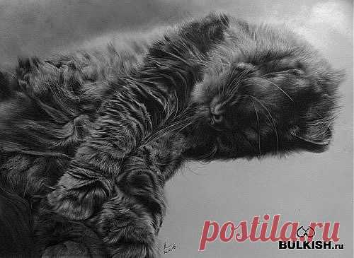 Кошки от художника Paul Lung