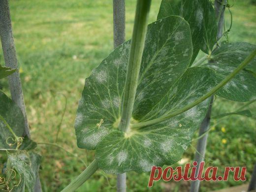 Ботаничка.ru | Мучнистая роса. Борьба, средства, как избавиться. На растениях, на розах, на фиалках. Фото.