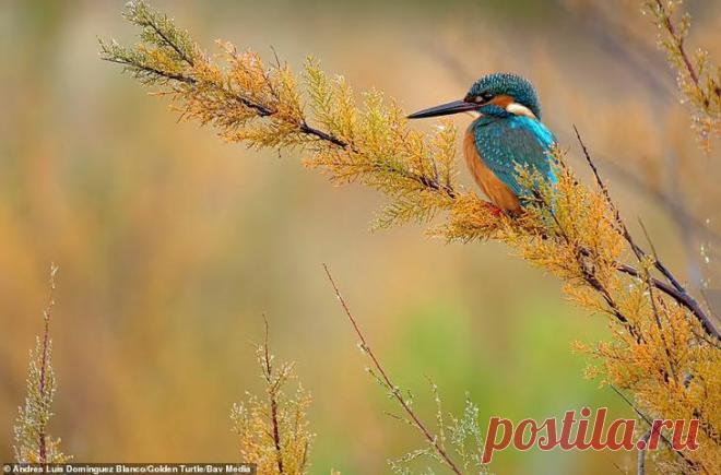 Победители фотоконкурса «Золотая черепаха»