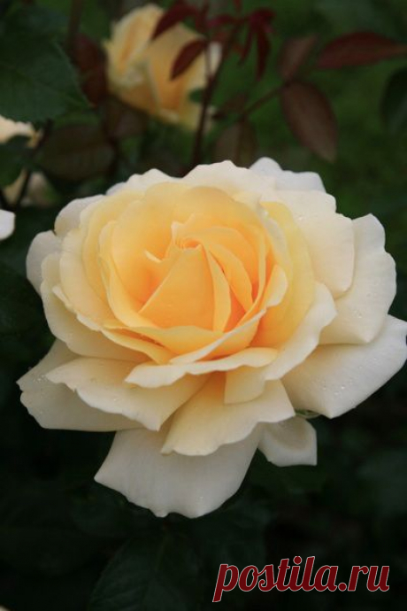 Rose 'Winter Sun' |  Pinterest: инструмент для поиска и хранения интересных идей