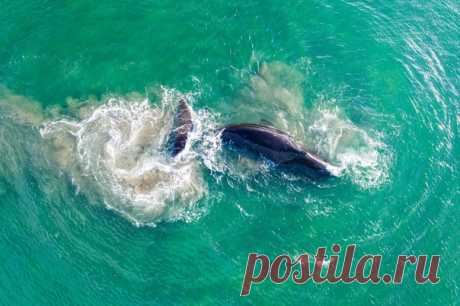 «Каждое лето в бухте Врангеля собирается большое количество гренландских китов, и следом появляются охотящиеся косатки, которые загоняют морских гигантов на мель. Попытки этого кита выбраться с малой глубины длились около 20 минут, а потом он благополучно уплыл в море», – рассказывает Александра Сазонова: nat-geo.ru/community/user/232275