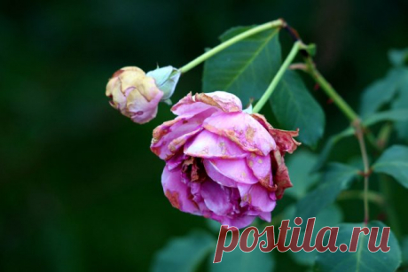 Разочарования среди роз: болезненные и быстро увядающие сорта &amp;mdash; Ботаничка