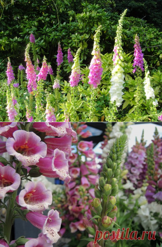 Наперстянка — изысканный перст вашего сада. Выращивание, уход, посадка. Фото - Ботаничка.ru