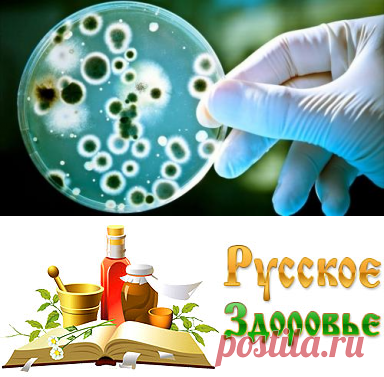 ТОП-10 продуктов, нейтрализующих кандиду