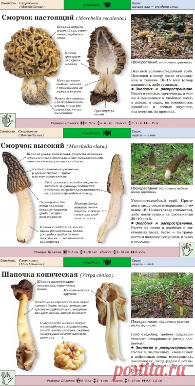 Сморчки: полезные свойства и вред, описание и применение, как готовить