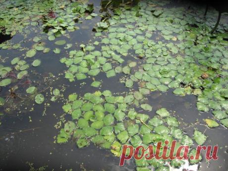 Водяной орех (чилим) - полезные свойства и противопоказания. Применение и фото чилима
