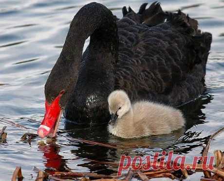 РЕДКАЯ КРАСОТА !!!