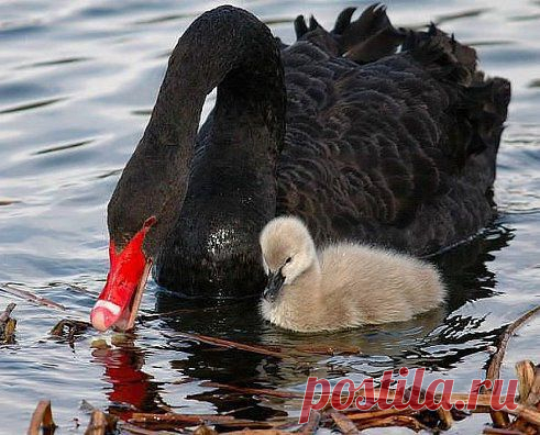 РЕДКАЯ КРАСОТА !!!