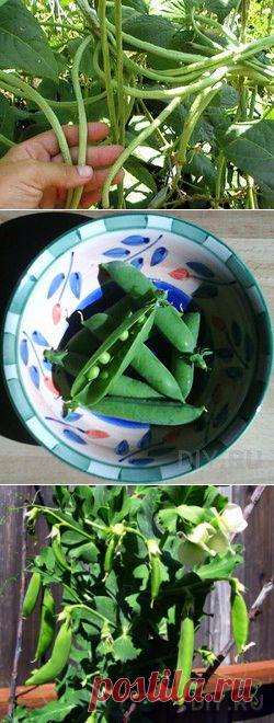 Как вырастить фасоль &raquo;  Советы садоводу