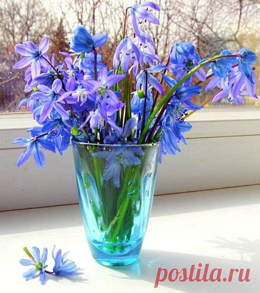 ...Люблю весенние цветы, за что?- сама не понимаю... Быть может, за предвестье марта, а может – проводы зимы.... Поставлю их в цветную вазу, и в дом ко мне придёт весна... И будет веселее сразу, и станет жизнь нхххадежд полна...