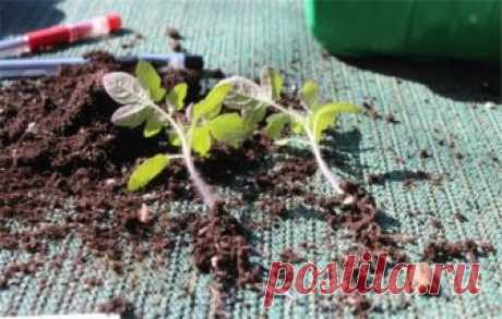 Китайский способ выращивания высокорослых томатов 
Выращиванием томатов занимается каждый дачник. Все стараются вовремя посеять, распикировать, удобрить свою рассаду, что потом наслаждаться вкусными домашними помидорками. Кроме того, любой огородник …