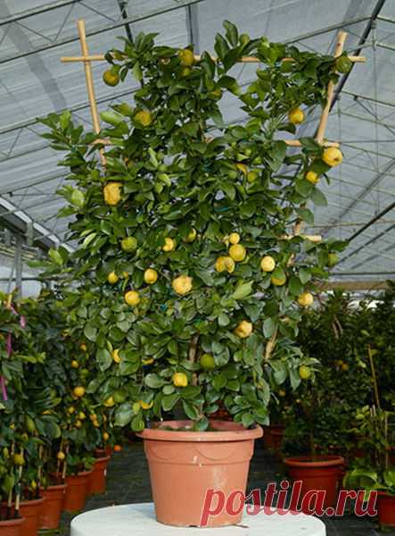 Лайм, лиметта: сорта и выращивание дома