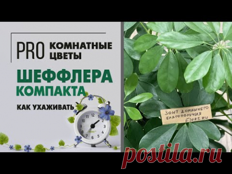 Шеффлера компакта с необычным стволом | Любителям экзотики