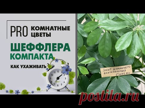 Шеффлера компакта с необычным стволом | Любителям экзотики