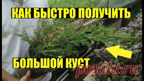 СУПЕР СПОСОБ РАЗМНОЖЕНИЯ МОЖЖЕВЕЛЬНИКА
