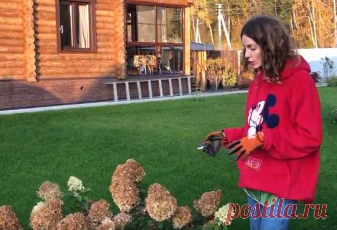 5 минут и ГОРТЕНЗИИ к зиме готовы. Не мудрите, всё проще, чем кажется. | Беседка | Яндекс Дзен