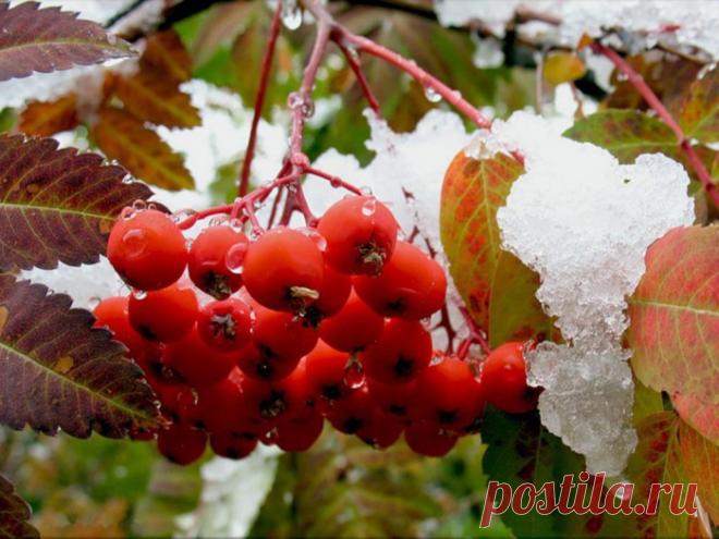 Смоква или мужской мармелад из красной рябины (пастила, сухое варенье) - полезный рецепт вкусной домашней заготовки. » Сусеки