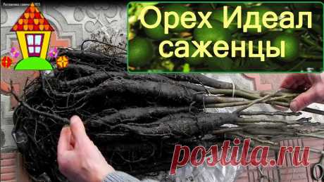 Грецкий орех Идеал. Саженцы ореха Идеал. Грецкий орех Идеал оптимально подходит для орехового бизнеса. Для закладки орехового сада нужен скороплодный орех с хорошей урожайностью. Орех Идеал вполне с...