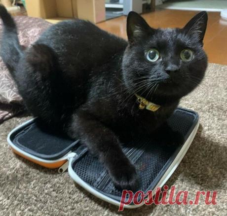 Кототерапия. Подборка забавных фото котов для хорошего настроения. Улыбнитесь! )) | Мечтательная кошка | Яндекс Дзен