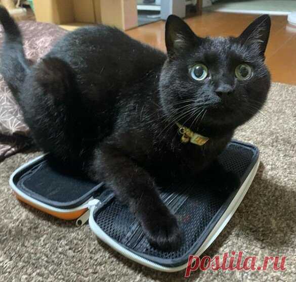 Кототерапия. Подборка забавных фото котов для хорошего настроения. Улыбнитесь! )) | Мечтательная кошка | Яндекс Дзен