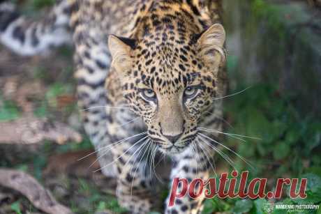 African Leopard Cub - Pakawi Park - Belgium Explore Mandenno photography's photos on Flickr. Mandenno photography has uploaded 1378 photos to Flickr.