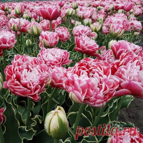 Тюльпан Dazzling Sensation | Купить луковицы почтой, недорого