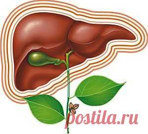 Лечение, очищение, восстановление печени народными средствами