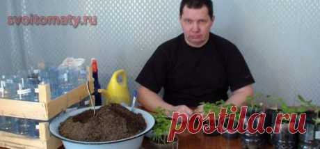 Пикирование перцев и баклажан
