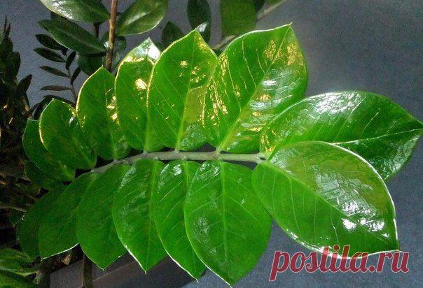 БЛОГ ПОЛЕЗНОСТЕЙ: Zamioculcas или "долларовое дерево" - секреты ухода