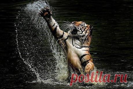 Одноклассники