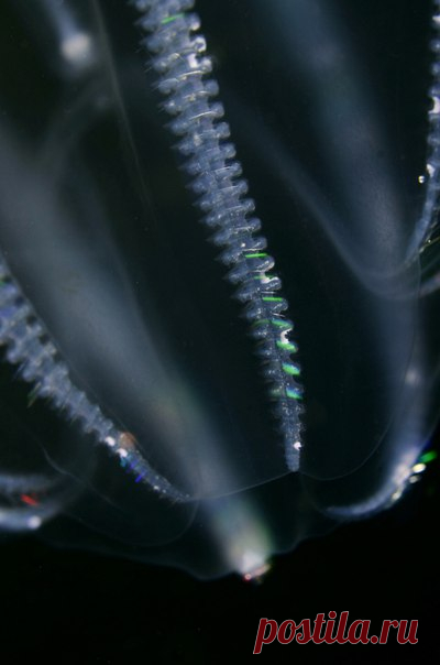 Гребневик (Bolinopsis infundibulum). Белое море, Кандалакшский залив, Керетский архипелаг. Автор фото – Андрей Кашин: nat-geo.ru/photo/user/299121/