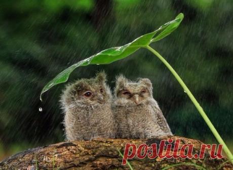 Совята под листиком...&gt;
НОВАЯ МОДЕЛЬ БИЗНЕСА - ИСКЛЮЧИТЕЛЬНО В ИНТЕРНЕТЕ
* Без распространения и без вложений.
*Обучение бесплатное, онлайн
* Легальные отчисления в п/ф, стаж
* За 1 год работы Skoda Rapid в подарок!
* За 2 года квартира и путешествие.
* Подходит молодым и многодетным мамам, студентам, пенсионерам, людям с огр. возм. здоровья, всем уставшим от безденежья в семье.
* Реально совмещение с основной работой.
РЕГИСТРАЦИЯ НА СТАЖИРОВКУ: