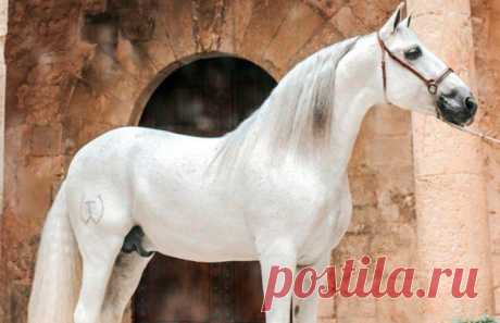 BAZAR FOTOGRÁFICO DE HAGLITA: 2ª: FOTOS ECUESTRES (No son mías)