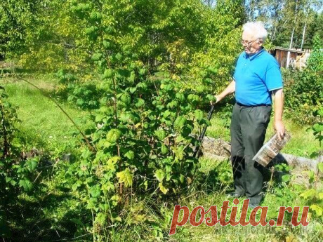 Умный огород Замяткина: участок не знает лопаты уже 20 лет