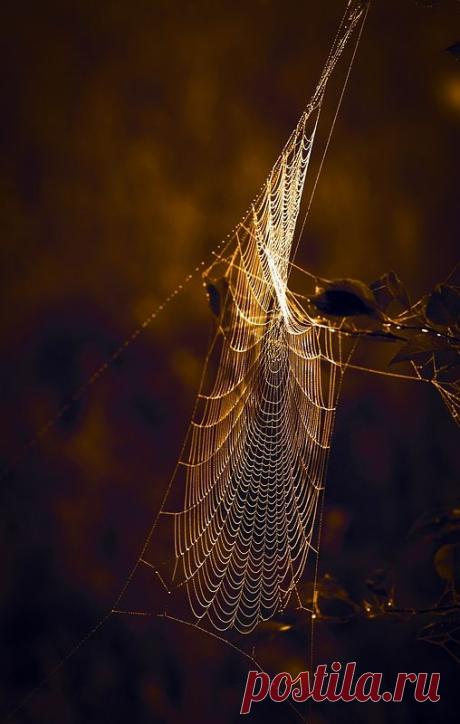 Фотография Золотою паутинкой тихо лето проплывало 2 из раздела природа №5832041 - фото.сайт - Photosight.ru
