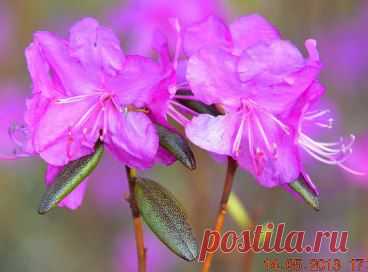 (43) Одноклассники