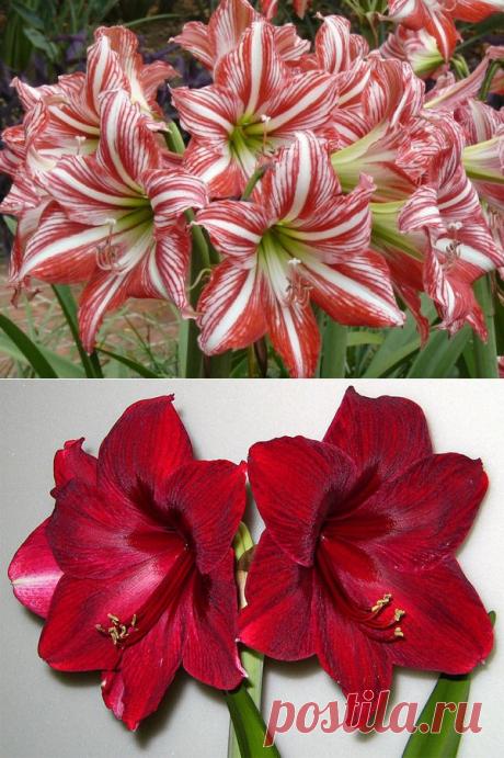 Две причины почему гиппеаструм не цветет | РОЗЫ