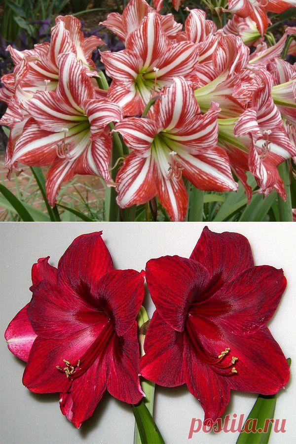 Две причины почему гиппеаструм не цветет | РОЗЫ