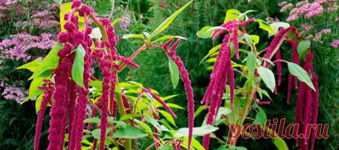 Растение долгожителей, амарант на клумбе и для кухни — 6 соток