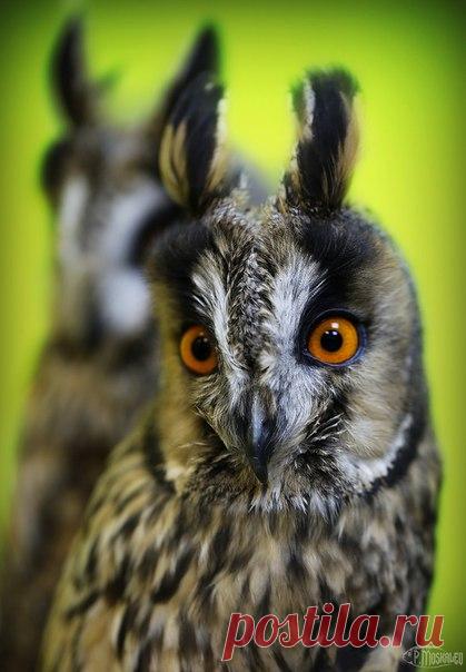 Что может быть лучше ,чем посреди рабочего дня,пообщаться с СОВАМИ?!))))) Ph: Пётр Москалёв