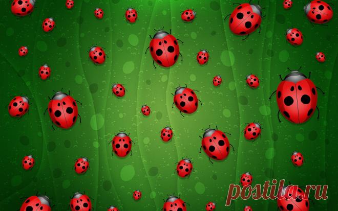 божья коровка картинки: 33 тыс изображений найдено в Яндекс.Картинках