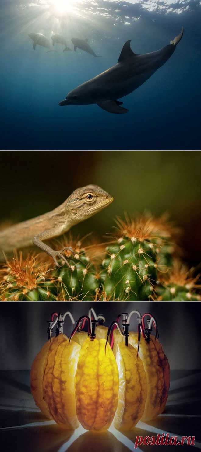 (+1) тема - Лучшие фотографии National Geographic за сентябрь 2013 | САМЫЙ СОК!