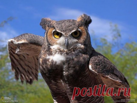 (99) Одноклассники